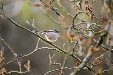 Long Tailed Tit (Aegithalos caudatus)