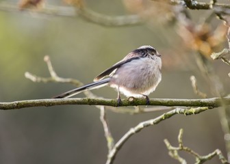 Long Tailed Tit (Aegithalos caudatus)