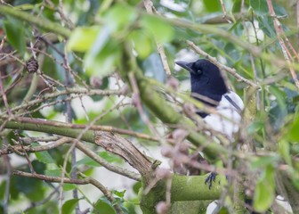 Magpie (Pica pica)