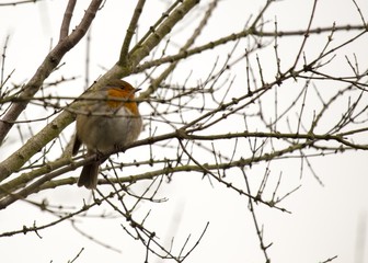 Robin Red Breast (Erithacus rubecula)