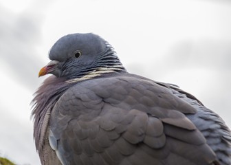 Wood Pigeon (Columba palumbus)