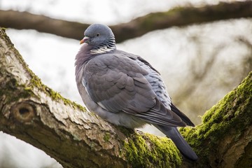 Wood Pigeon (Columba palumbus)
