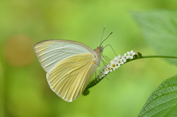 Fototapeta na wymiar Great Southern White Butterfly Drinking Nectar on Small White Flowers