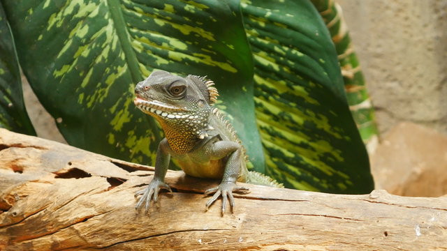 Chinese water dragon (Physignathus cocincinus), Thai Water Dragon, and Green Water Dragon.