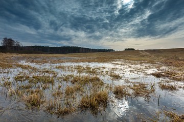 Early springtime on meadow near wetlands