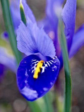 Blue Iris with Water Drops. Queen Elizabeth garden, Vancouver, BC. 