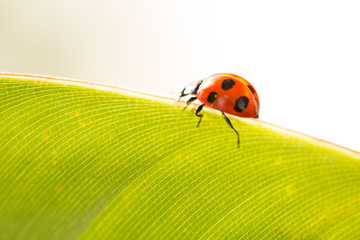 beautiful ladybug on leaf green background