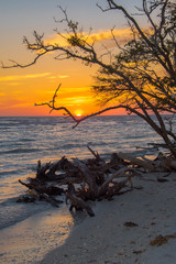 Sunset Cradled by a Tree on Barefoot Beach Florida