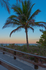 Palm Tree and Walkway on Bonita Beach Florida at Dawn