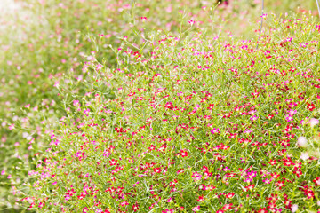 Obraz premium Close up little gypsophila flowers