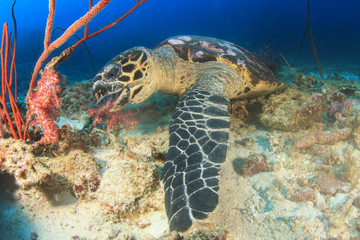 Naklejka premium Hawksbill Sea Turtle feeding on coral
