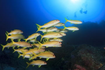 Fototapeta na wymiar Fish school on underwater coral reef in sea ocean 