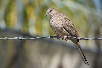 Tortolita en el alambre de púas.