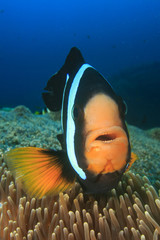 Clownfish or Anemonefish on sea anemone