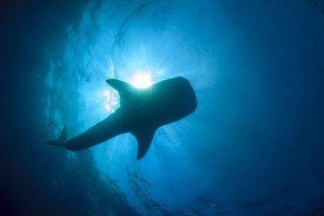 Fototapeta premium Whale Shark