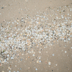 texture set of mollusk shells, mussels on the shore with sunligh