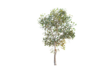 Fototapeta na wymiar isolated deciduous tree on a white background