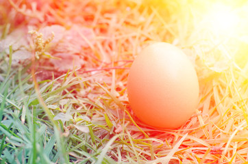  eggs on the glass  backgrounds field Summer sun over