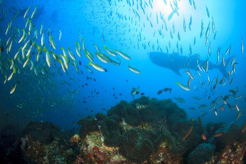 Fototapeta na wymiar Coral reef and fish with whale shark in background