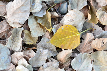 Texture of dried leaves for background