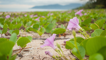 Ipomoea pes-caprae Sweet ( Ipomoea pes-caprae (L.) R.Br.)