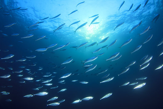 Fototapeta Fish school in ocean: barracudas, snappers, tunas, mackerel,sardines