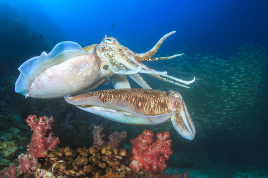 Cuttlefish pair mating