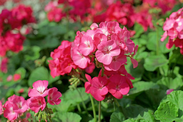 pink plumbago auriculata flower