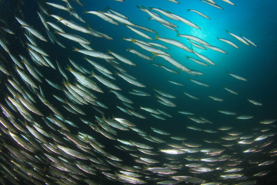 Fish school in ocean: barracudas, snappers, tunas, mackerel,sardines