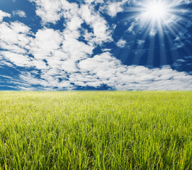 Green gass with blue sky and white cloud