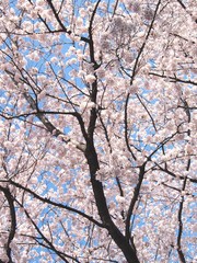 青空と桜（ソメイヨシノ）