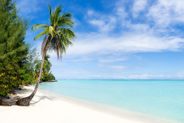 Fototapeta na wymiar Palmenstrand und Meer in der Karibik