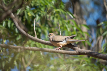 Palomita camina por las ramas.