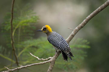 Mexican Golden-cheeked Woodpecker I