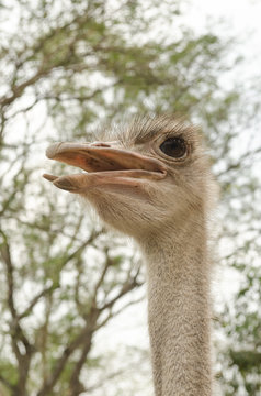 close-up of head of ostrich.