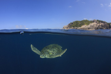Sea Turtle half and half split photo sea surface underwater and island,   