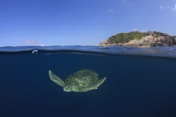 Tableaux ronds sur plexiglas Tortue Sea Turtle half and half split photo sea surface underwater and island,   