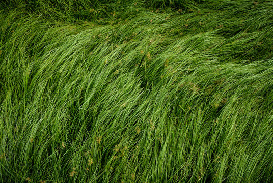 Nut grass, Purple nutsedge, Nutsedge, Cocograss