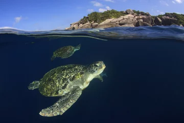 Photo sur Plexiglas Tortue Tortue de mer moitié et moitié photo divisée surface de la mer sous l& 39 eau et l& 39 île,