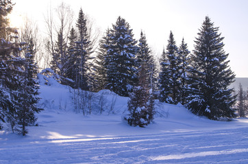 landscape a sunset in the wood in the winter in Russia Siberia
