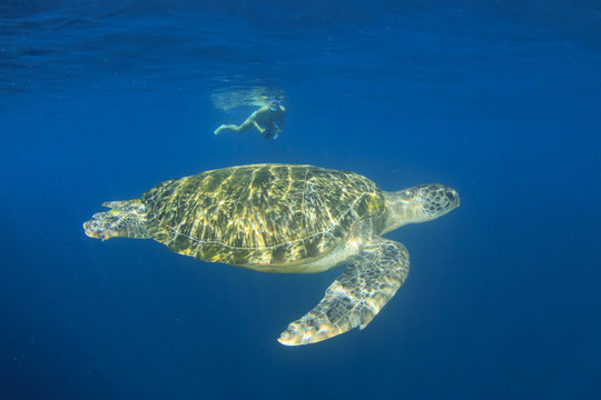 Young woman snorkeling swims with sea turtle