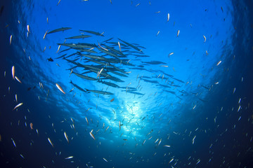 Fish in sea
