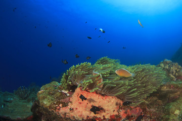Fototapeta na wymiar Underwater coral and anemone