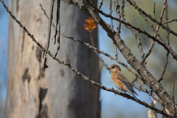 El pájaro está quieto en la rama.