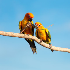 Couple of Tropical yellow parrot on a branch
