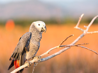 Obraz premium African Grey Parrot