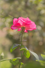 pink rose