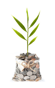 plant and coins in plastic bags on white background, investment
