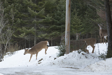 Fototapeta premium Group of white-tailed deer in private yard, Rangelely, Maine.