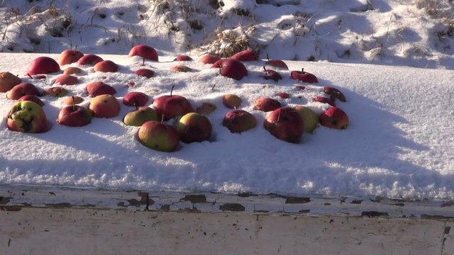 Red apples on the rustic table under snow on sunny winter's morning in the garden

